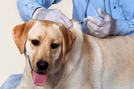 Thủ tướng Chính phủ ra Công điện yêu cầu tập trung thực hiện nghiêm công tác phòng-chống bệnh dại