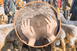 Trào lưu kỳ lạ của giới trẻ Trung Quốc: Sờ mông cừu để giảm stress