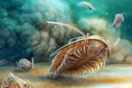 Tuyệt tích 510 triệu năm, quái vật Cambri 'hiện hình' nguyên vẹn