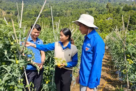 Thanh niên người Dao vượt khó làm kinh tế giỏi