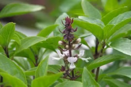 Loại rau quen thuộc trong ẩm thực Việt được ví như 'thần dược'