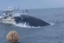 Khoảnh khắc kinh hoàng cá voi lao lên thuyền