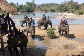 Bảo tồn voi ở Đắk Lắk, đã thấy ánh sáng cuối đường hầm: Tháo xiềng xích để voi nhà trở về rừng xanh