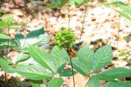 Kon Tum: Thu hồi giấy xác nhận trồng sâm Ngọc Linh của 1 doanh nghiệp