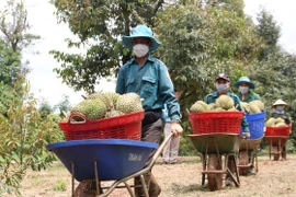 Sầu riêng tăng lên 100.000 đồng/kg, xuất sang Trung Quốc bán 270.000 đồng/kg 