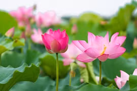 Thơ Lê Thành Văn: Đọc Di chúc Bác Hồ 