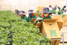 Doanh nghiệp TP. Hồ Chí Minh “bén đất” Gia Lai