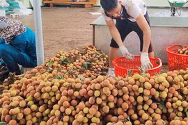 Rau củ, trái cây Tây Nguyên đổ về TP HCM ngày càng nhiều