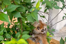 Bắc Kạn: Phát hiện 2 cá thể Culi nhỏ cực kỳ quý hiếm