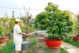 Khi người lính trở về