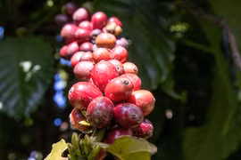 Giá cà phê robusta và arabica trái chiều nhau