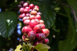 Giá cà phê robusta và arabica trái chiều nhau