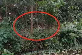 1 cán bộ kiểm lâm tử vong trong rừng, trên người có vết đạn