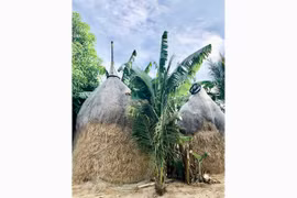 Nhớ mùa toóc rã rơm khô