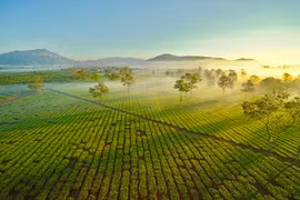 Từ vùng chè 100 năm đến Nghĩa Hưng ân tình, trù phú