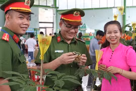 Phát hiện 2 kg sâm Ngọc Linh nghi giả chuẩn bị tuồn vào hội chợ