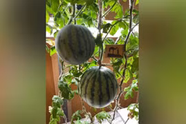 Nga trồng được dưa hấu ở nơi lạnh nhất trên Trái đất