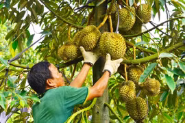 Xuất khẩu sầu riêng vượt 1,7 tỷ USD