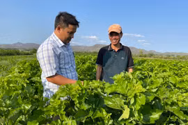 Cây dâu tằm “bén đất” Chư Drăng