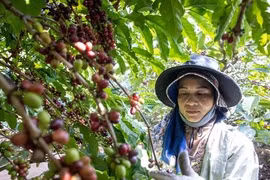Giá cà phê robusta ngược chiều thế giới