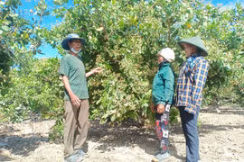 Gia Lai đẩy mạnh phong trào nông dân sản xuất, kinh doanh giỏi