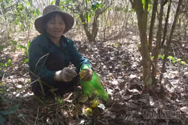 Sản xuất điều ở Đắk Nông sa sút