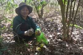 Sản xuất điều ở Đắk Nông sa sút