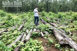 Suy giảm hàng trăm ha rừng tại Trung tâm Bảo tồn voi, cứu hộ động vật và Quản lý bảo vệ rừng tỉnh Đắk Lắk