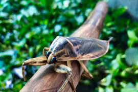 Nhớ rận rồng ruộng lúa