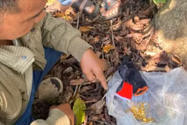 Trộm hơn 5 cây vàng đem giấu sau vườn nhà