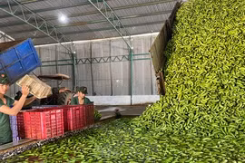 Theo bầu Đức thu hoạch sầu riêng: 'Bỏ túi' hàng trăm tỉ từ nông nghiệp tuần hoàn