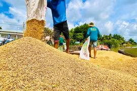 Không nên mua gạo tích trữ