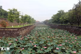 Ngày hội Sen Huế 2024 - Về miền Sen ngự: Tôn vinh, quảng bá giá trị của sen