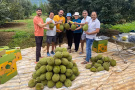 Thưởng thức sầu riêng tại farmstay 