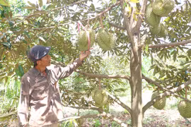 Chuyển đổi cây trồng để nâng cao hiệu quả kinh tế