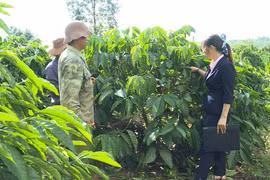 Mang Yang phát huy các kênh vốn hỗ trợ sản xuất nông nghiệp