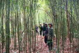 Ngược núi tìm... sâu tre
