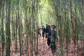 Ngược núi tìm... sâu tre