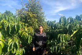 Nông dân Kon Gang thu nhập khá từ chuyển đổi cây trồng