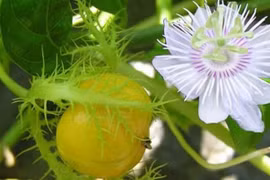 Tác dụng của cây lạc tiên không phải ai cũng biết