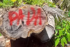 Phát hiện vụ phá rừng rất nghiêm trọng tại Quảng Nam