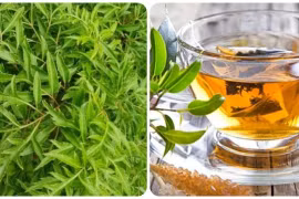 Lá đinh lăng có tốt cho sức khỏe? 