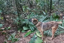 Chó cứu hộ mất tích sau khi giúp tìm thấy 4 đứa trẻ ở rừng rậm Amazon 