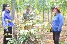 Hiệu quả chương trình, dự án hỗ trợ nông dân Chư Prông