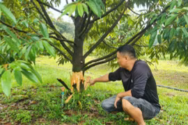 Đạ Tẻh: Hàng chục cây sầu riêng đang thu hoạch bị phá hoại