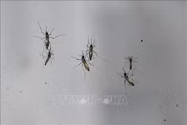 Số ca mắc sốt xuất huyết tại Đắk Nông tăng mạnh