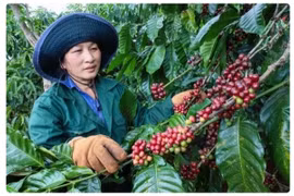 Giá cà phê ở Gia Lai tăng 600 ngàn đồng/tấn
