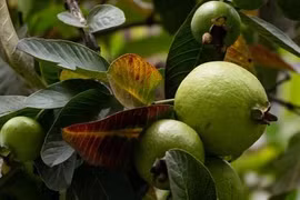 Lợi ích và cách sử dụng lá ổi