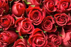 Ngày lễ Tình nhân Valentine: Thông điệp tình yêu của những loài hoa rực rỡ