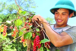 Sản vật ngũ vị tử trên đỉnh Ngọc Linh